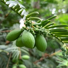 Phytorex-Bija