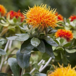 Phytorex-Safflower