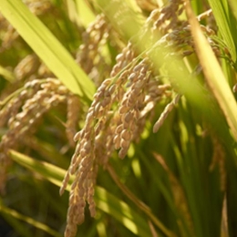 Phytorex-Rice Bran