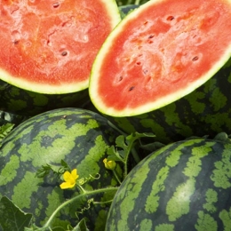 Phytorex-Watermelon