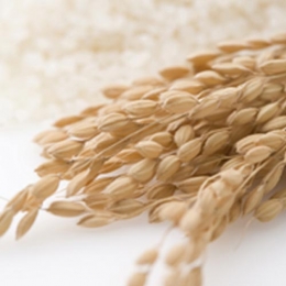 Biorex-Rice Bran