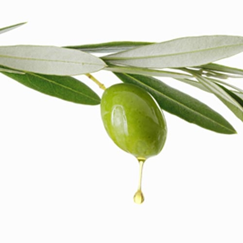 Plantester-Olive