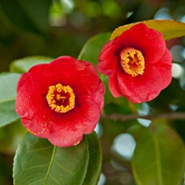 Neorex-C.Japonica